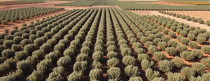 OliveCo Tunisie